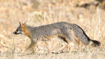 A gray fox runs across a dry grassland 