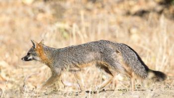 A gray fox runs across a dry grassland 