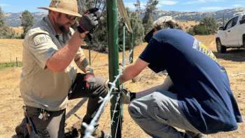 A student from the Student Conservation Association works with an Open Space Authority staff member to secure cattle grazing fencing at MOCR.