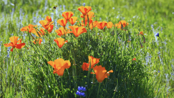 Poppies sit among a grass field with bees circling the flowers