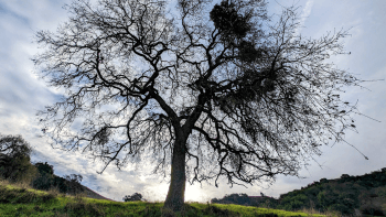 A large, leafless tree is backlit by the rising sun and sits among a field of green grass and hills.