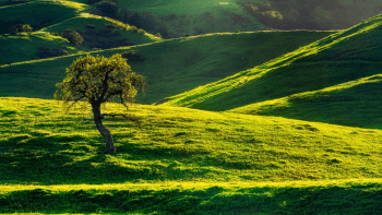 A tree is surrounded by green hills highlighted by sunlight