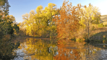 Fall foliage lines a creek filled with water.