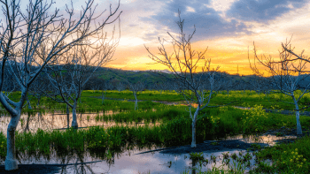 Walnut trees sit within a wetland with a sunset in the background.