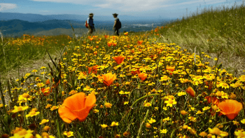 Poppies sit in the foreground along a trail with two figures in the background and a blue sky