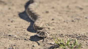 A juvenile rattlesnake slithers on the ground towards the camera with its tongue out.