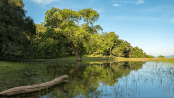 A tree sits next to a small body of water at Palassou Ridge