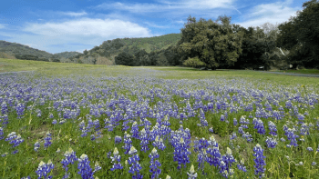 A field of purple wildflowers with a blue sky and green trees