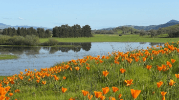 Poppies surround a body of water