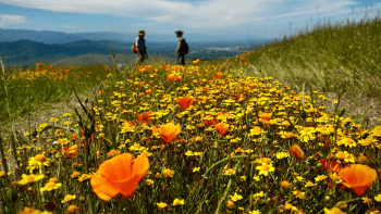 Poppies on a trail leading to two people in the distance (Photo by: Sandy Bartlett)