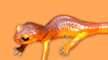 Yellow-eyed ensatina graphic against an orange background