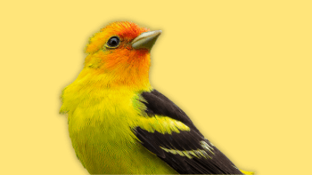 Western tanager against a yellow background