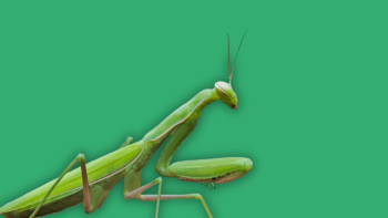 A California mantis against a green background