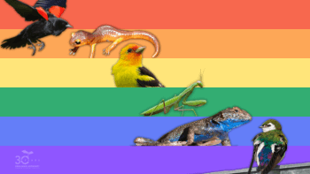 Pride Flag with animals of various colors