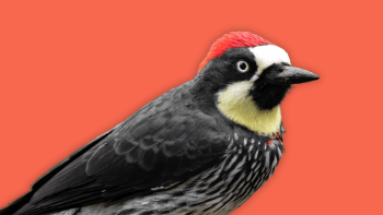 Acorn woodpecker graphic with a red background