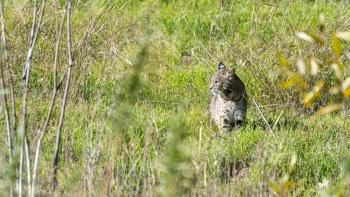 A gray and tan bobcat sitting in a sunny field of green grass looks to the left