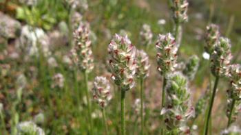 A close-up photo of small plants with white flowers clustered on a short, light green stalk, and narrow, lance-like leaves