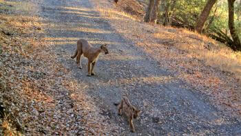 A mountain lion and mountain lion cub stroll along a trail