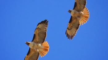 Two Red-tailed hawks soar across a blue sky