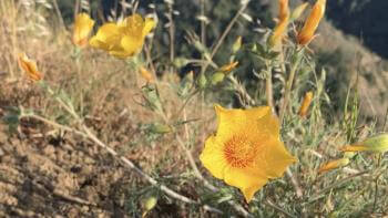 Bright yellow wildflowers with five petals growing amongst golden grass and rocky soil, in front of a view of hillsides covered in green trees