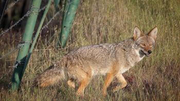 A Coyote trots through grass in the sunshine