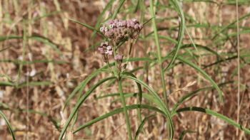 Milkweed plant