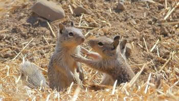 Two ground squirrels 