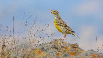 A songbird with a yellow chest and brown and white spotted back stands on a short rock with its beak open in song, in front of an out-of-focus blue background