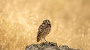 A Burrowing owl sits on a rock among a field of dried grass