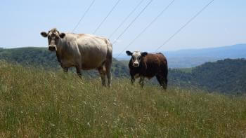 Two cows stand on a grassy hill with blue skies and tree-lined hills in the background