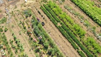 Aerial Photo of Spade and Plow