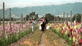 People walking through the flower fields at Spade and Plow