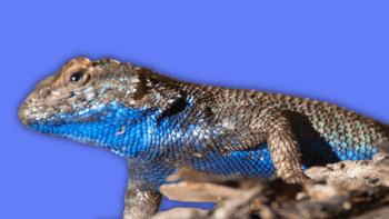 A Western fence lizard in front of a blue background