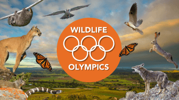 Wildlife Olympics Hero Image