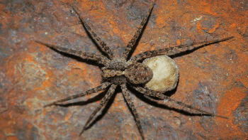 Wolf spider 