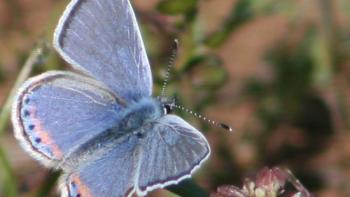 A blue butterfly. There is a stripe of pink on its bottom wings lined with small black dots.