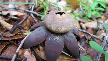 A strange-looking mushroom with a dark brown base resembling a pointed star and a lighter brown bulb above with a hole in the center