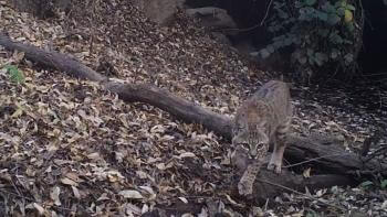 Bobcat walks near Fisher Creek