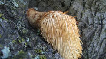 A light tan-colored shaggy mushroom with long dangling spines growing out of the side of a tree