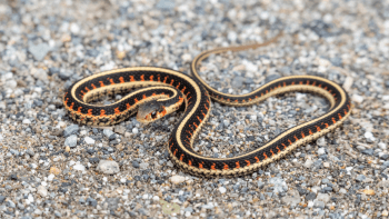 A small, skinny snake with black and yellow stripes and red patterns sits loosely coiled on a gravel path with its head slightly raised