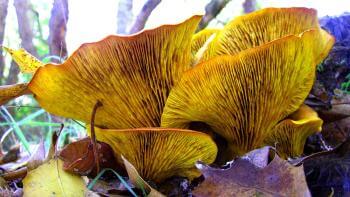 A clump of large, upturned mushrooms with orange and yellow-colored gills growing out of leafy debris next to a tree stump