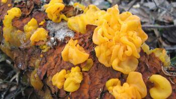 Globs of yellow jelly-like fungus growing on a lichen-covered tree branch