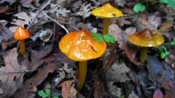 Four orange and brown, shiny mushrooms with pointed caps growing out of leaf debris