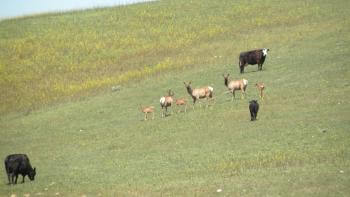 Three cows encounter a herd of Tule elk on a grassy hill