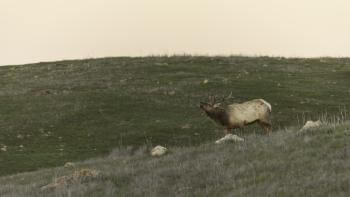 A Tule elk bull bulges to attract a female with a grassy hill in the background