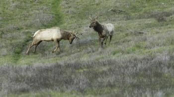 Two Tule elk head butt each other on a grassy hill