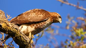 A Red tailed hawk sits on the branch of a tree looking downward