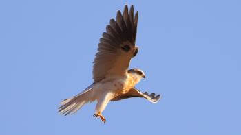 A White tailed kite spreads its wings among a blue sky