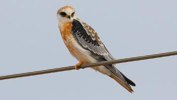 A White-tailed kite sits on a metal line