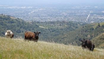 Three cows stand on a grassy hill with a city in the background